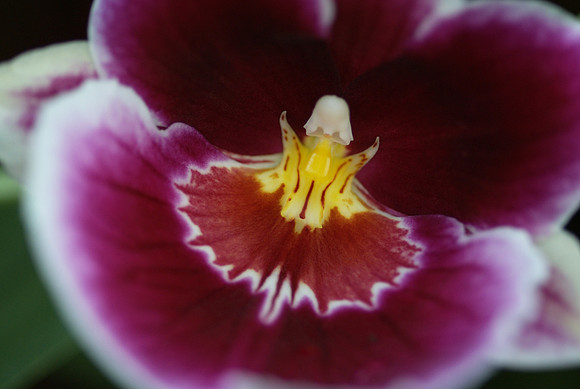 Miltoniopsis Hajime Ono