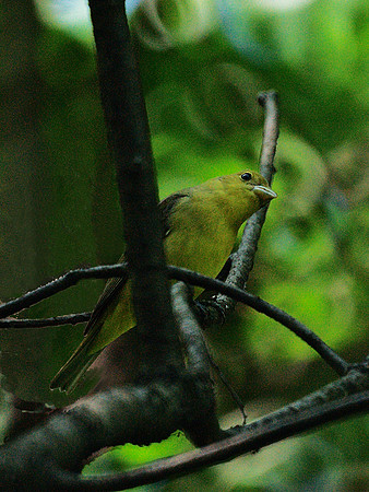Female Scarlet Tanager