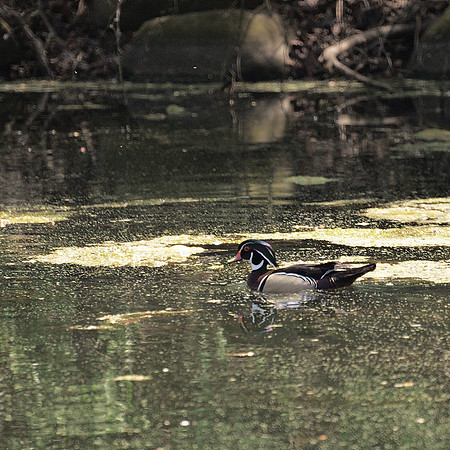 Wood Duck, NY Botanical Garden