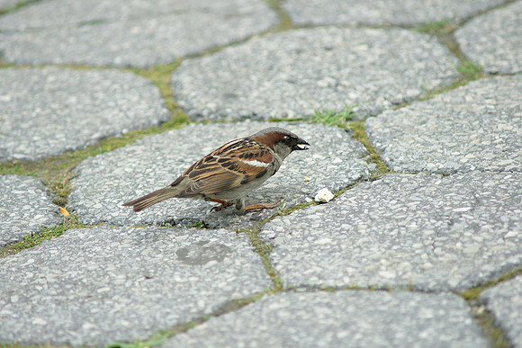 House Sparrow eating popcorn