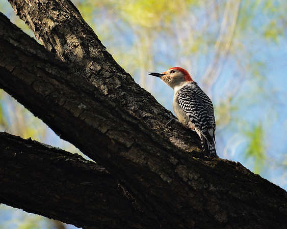 Red-Bellied Woodpecker, NY Botanical Garden