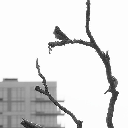 Sparrows, Hell's Kitchen