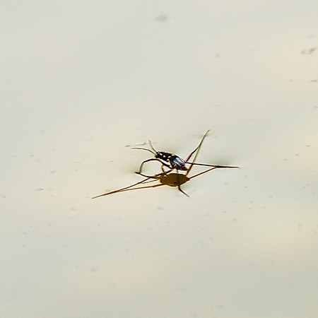 Water Strider