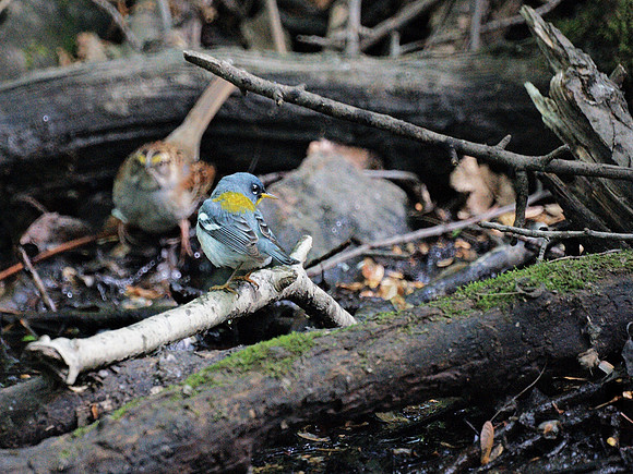Northern Parula Warbler, Central park