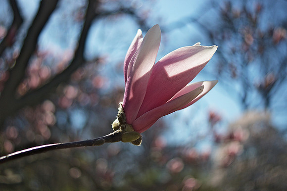 magnolia