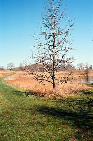 Near the meadow, Longwood Gardens