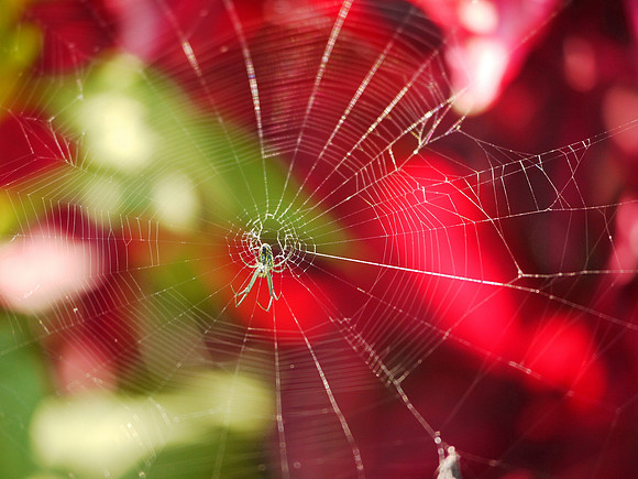 Spider, Brooklyn Botanic Garden