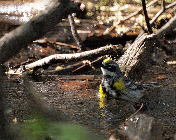 Yellow-Rumped Warbler, Central Park