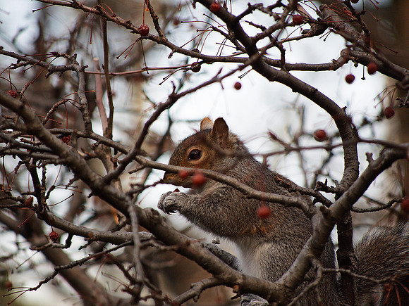 eating the winter berries