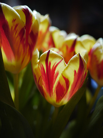 Tulips
