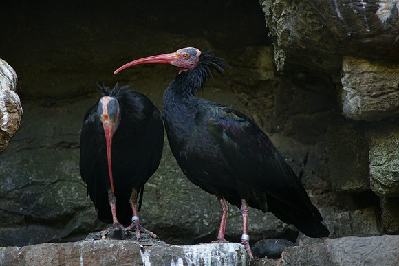 Waldrapp Ibises, Bronx Zoo