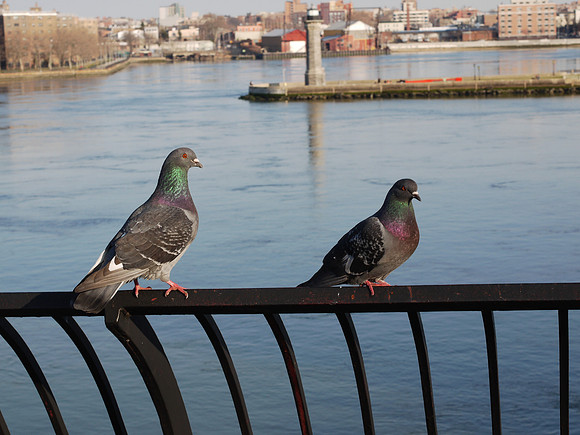 East Side Pigeons