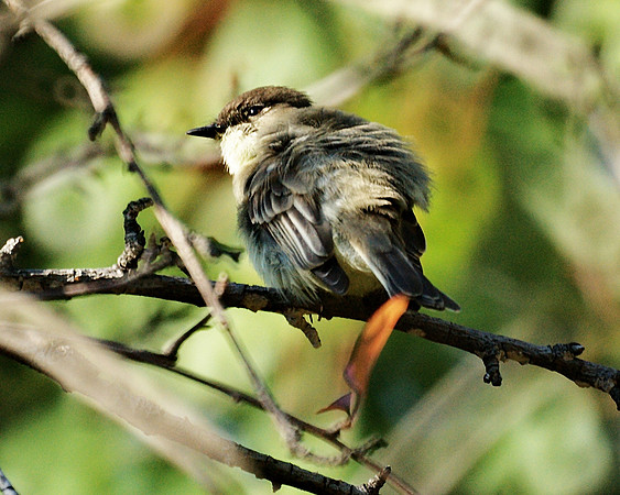Fluffed-up Phoebe