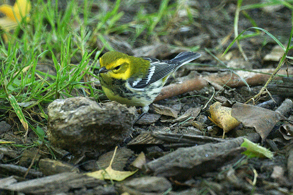 Black-Throated Green Warbler, Central Park