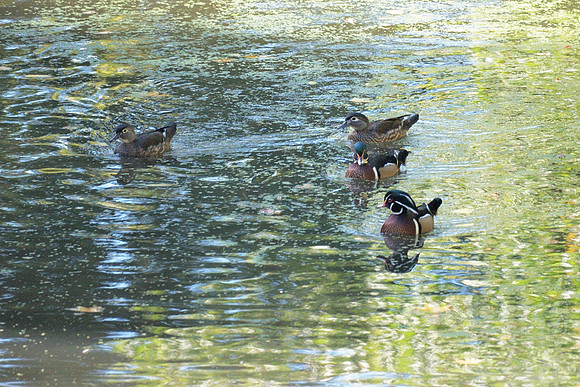 Wood Ducks, Bank Rock Bay, Central Park