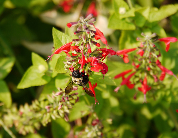 Bee at work, Brooklyn Botanic Garden