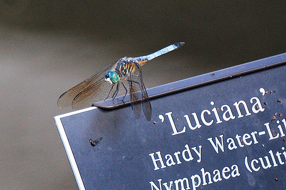 Dragonfly, Brooklyn Botanic Garden