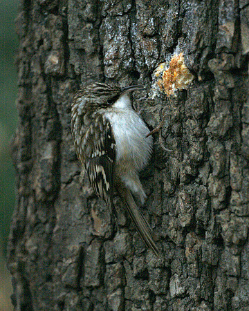 Brown Creeper, Central Park