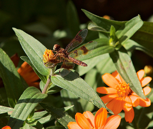 Dragonfly