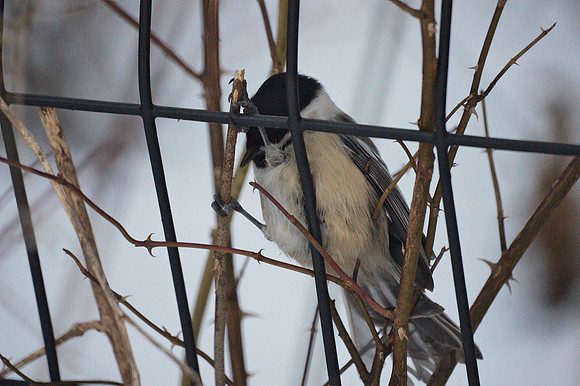 Chickadee climbing