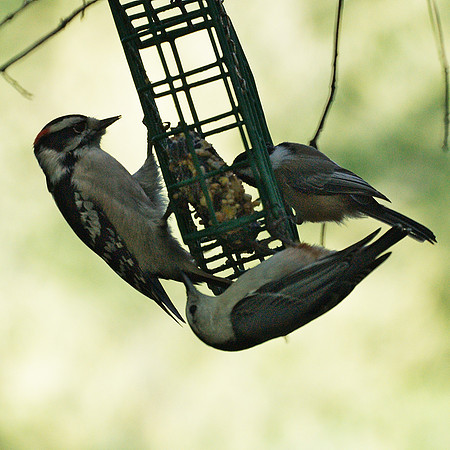 So a Downy Woodpecker, a Black-Capped Chickadee, and a Tufted Titmouse go to a bird feeder, see...
