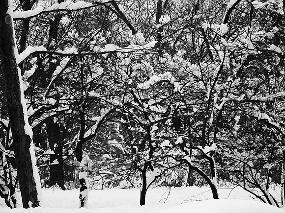 After the blizzard, Central Park