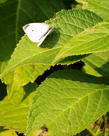 Cabbage butterfly