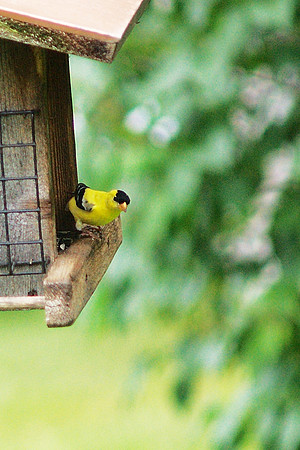 Goldfinch-detail