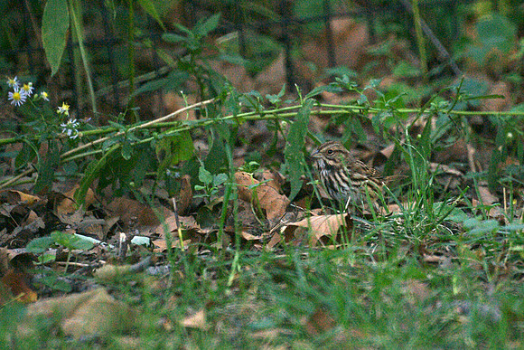 Song Sparrow, Central Park