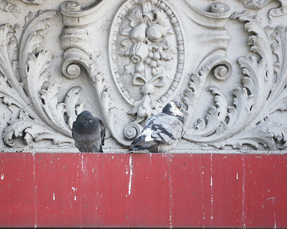 Pigeons, 14th Street and Broadway