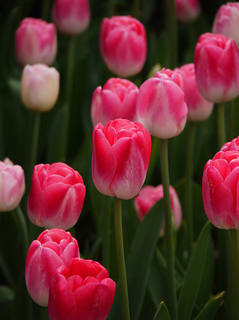 Tulips, Conservancy Garden, Central Park
