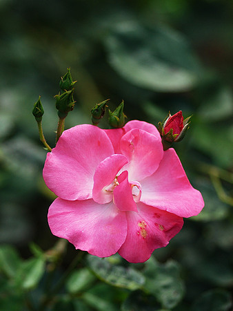 Rose and Buds, Brooklyn Botanic Garden