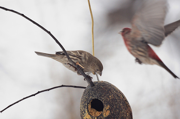 House Finches