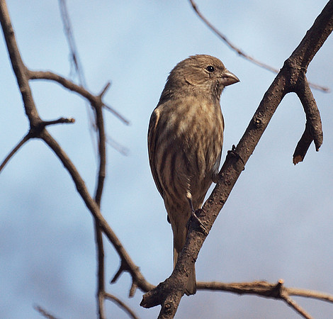 House Finch, Central Park