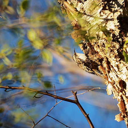 Brown Creeper, ever upwards