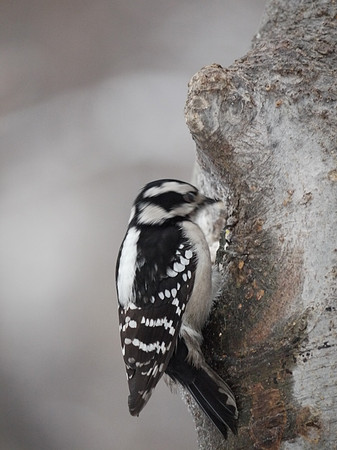 Downy Woodpecker at work, Central Park