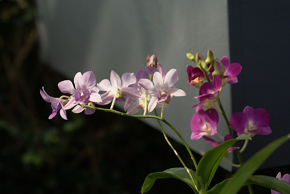 Dendrobium hybrids