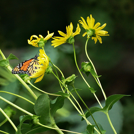 Shakespeare Garden, Central Park