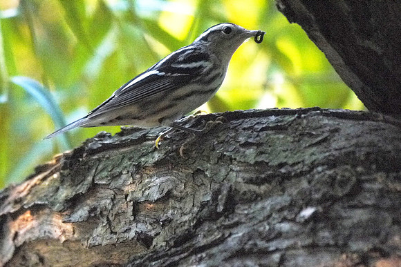 Black-and-White Warbler, Central Park