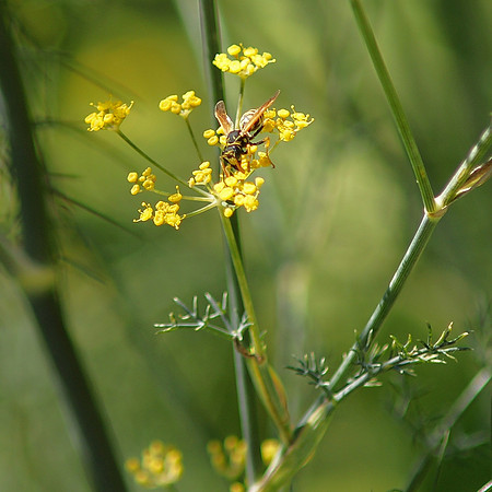 Also a pollinator