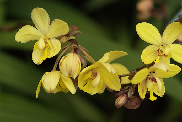 Spathoglottis (with added aphids!)