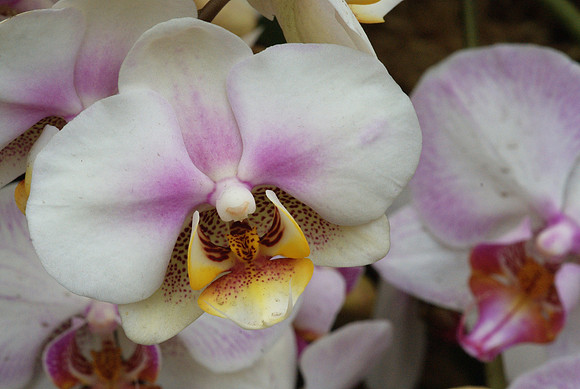 Phalaenopsis