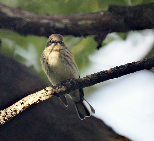 Yellow-rumped Warbler, Central Park