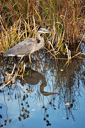 Great Blue Heron, Turtle Pond