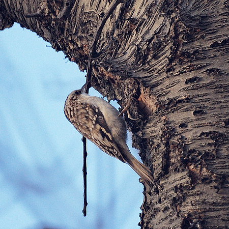 Brown Creeper, Central Park