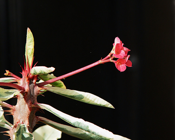 Crown of Thorns