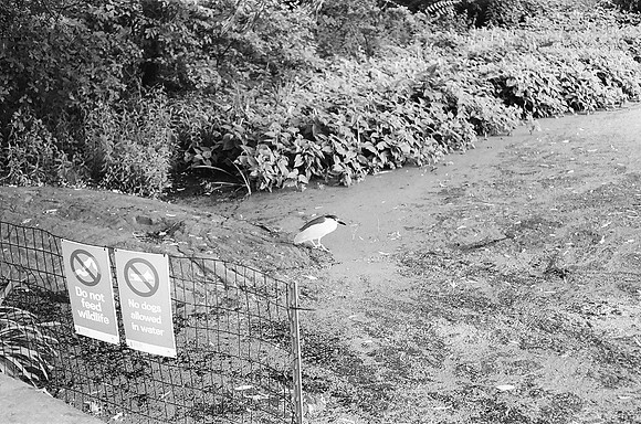 Black-Crowned Night Heron, Turtle Pond