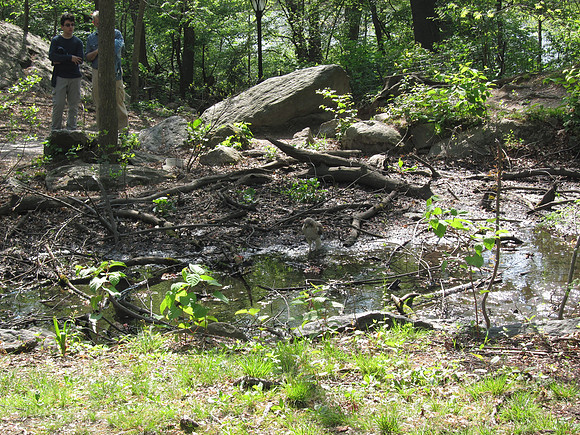 Pale Male in the Gill, Central Park