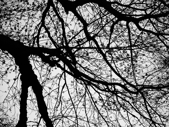 branches in bud