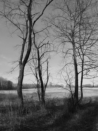 Meadow, Longwood